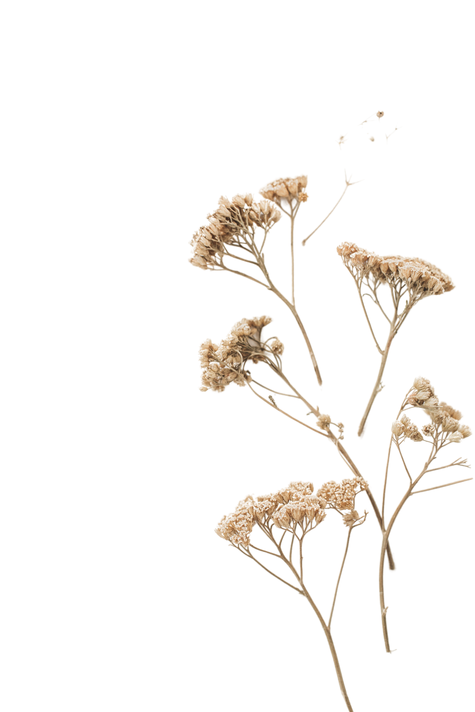 Dried Flowers in Branches