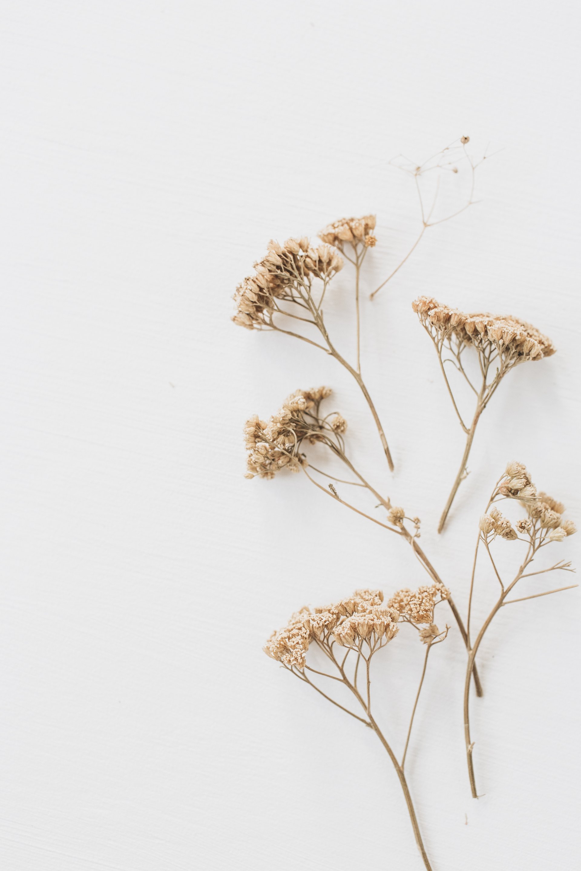 Dried Flowers in Branches