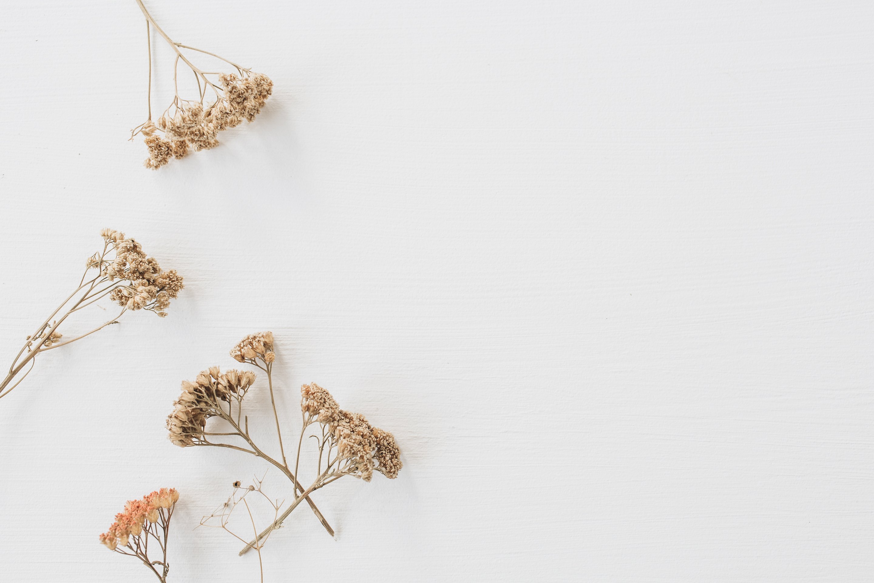 Dried Flowers on White Background